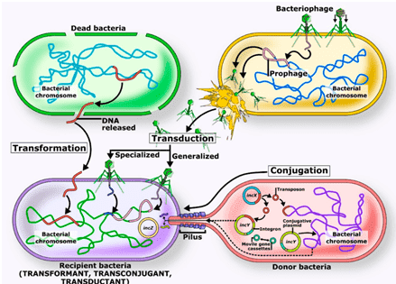 Unveiling How Microbial Genes Transfer Horizontally by Whole-Genome Sequencing 